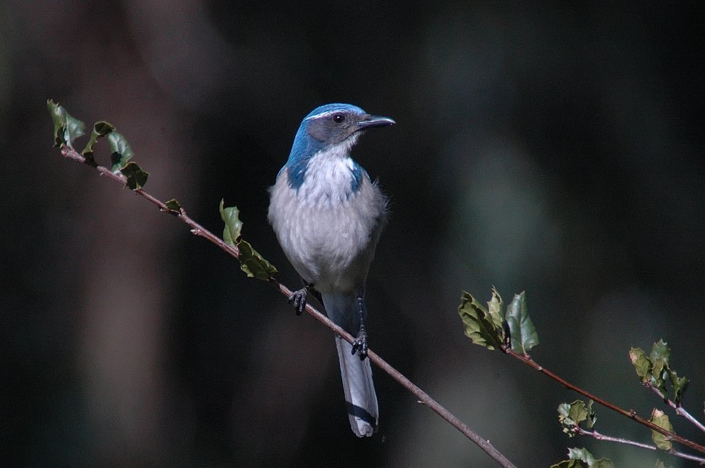 Jay, Western Scrub, 2006-02137102 Point Reyes NS, CA.JPG - Western Scrub Jay, Point Reyes NS, CA, 2-2006